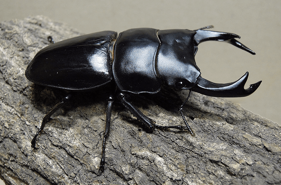 オオクワガタの画像
