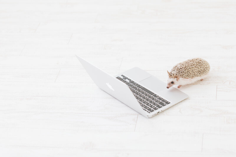 作業する可愛いハリネズミ