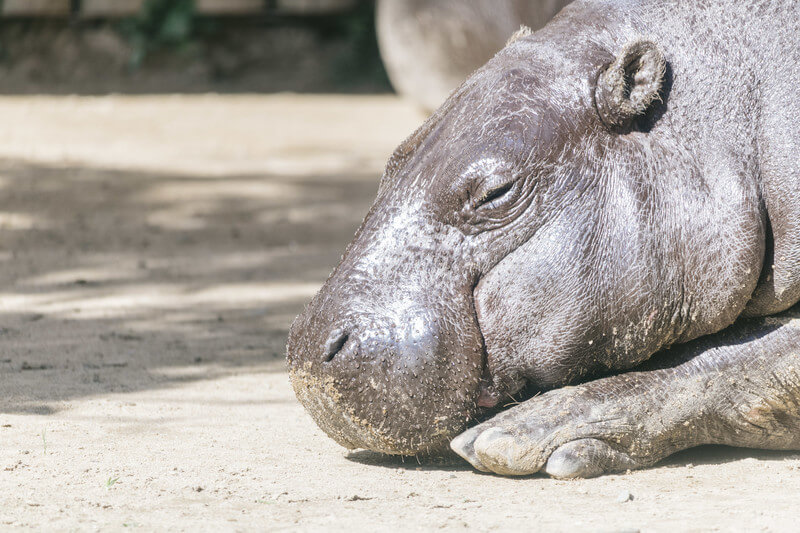 残業がきついカバ