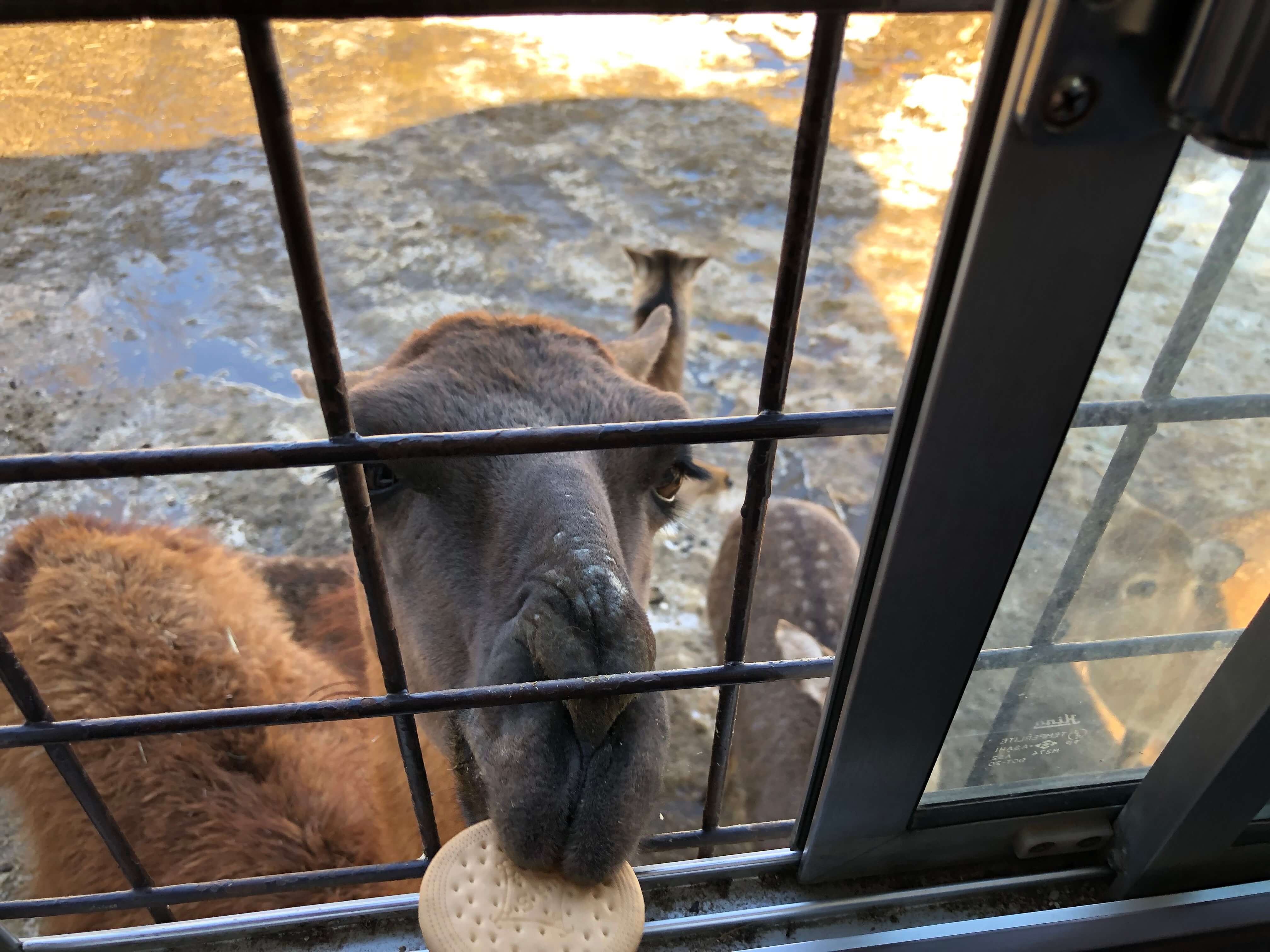 貪欲なラマ