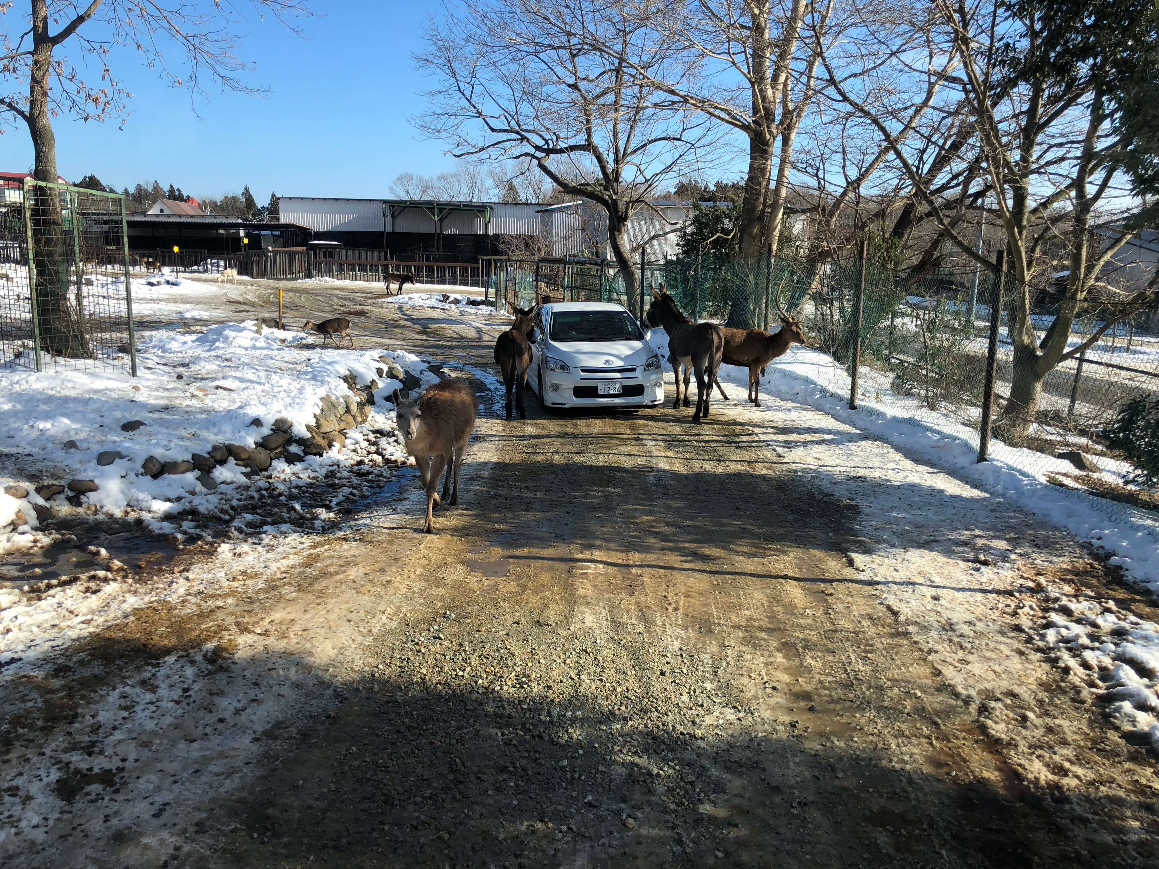 動物に囲まれる車