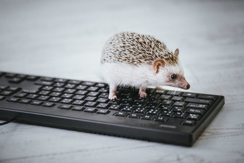 仕事が出来ないハリネズミ