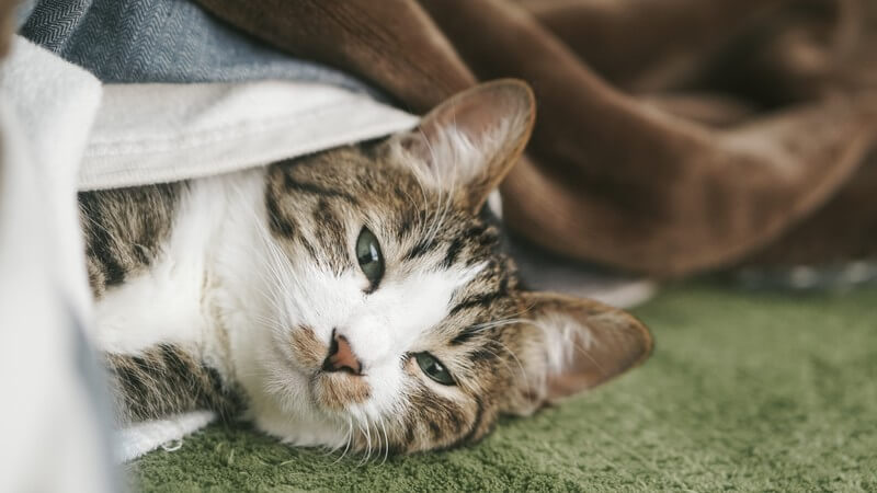 仕事は辛い