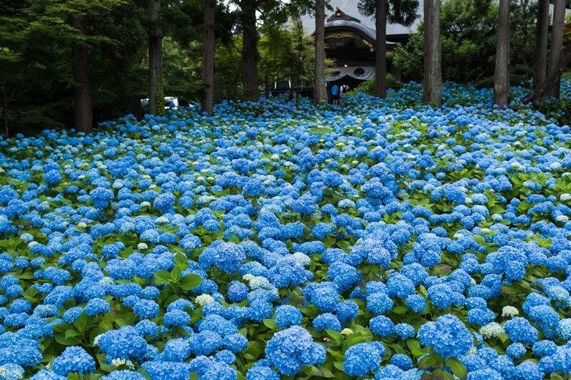梅雨といえばあじさい