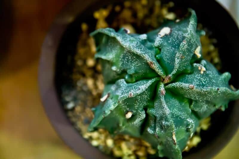 観葉植物