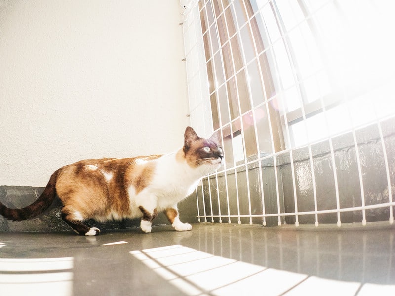 脱サラして脱社畜