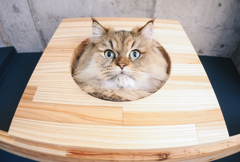 寝坊